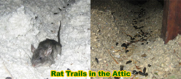 How To Get Rid Of Rats In The Insulation